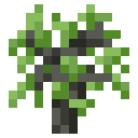 Acacia Sapling