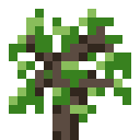 Ash Sapling