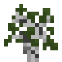 Aspen Sapling
