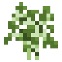 Birch Sapling