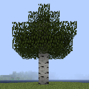 Birch