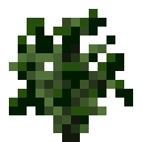 Chestnut Sapling