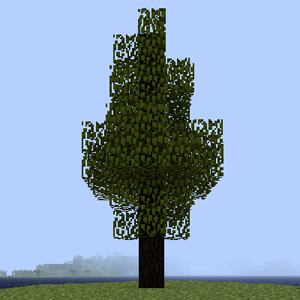 Douglas Fir
