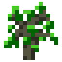 Hickory Sapling