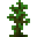 Kapok Sapling
