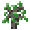 Maple Sapling