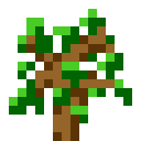 Oak Sapling