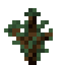 Pine Sapling