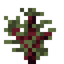 Sequoia Sapling