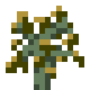 Sycamore Sapling