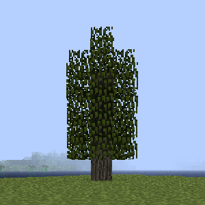 White Cedar