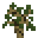 White Elm Sapling